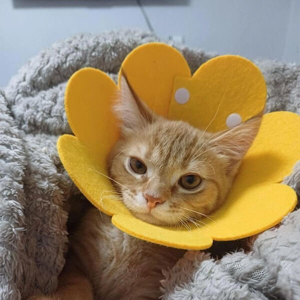 Evcil Hayvan XL Boy Keçe Elizabeth Yakalığı