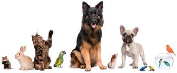 PET SHOP ÜRÜNLERİ